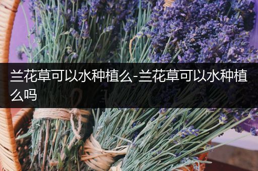 兰花草可以水种植么-兰花草可以水种植么吗
