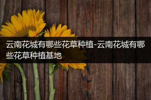 云南花城有哪些花草种植-云南花城有哪些花草种植基地
