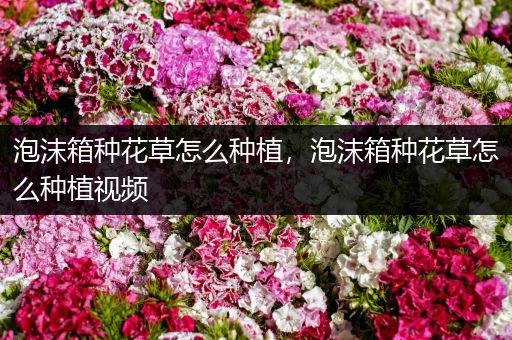 泡沫箱种花草怎么种植，泡沫箱种花草怎么种植视频