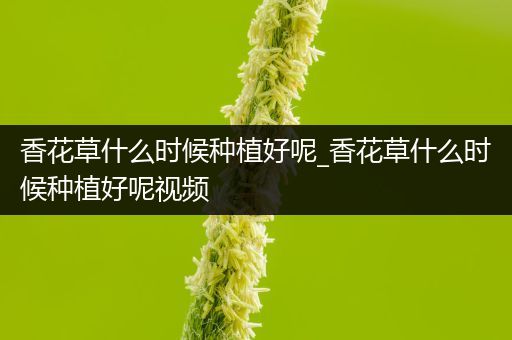 香花草什么时候种植好呢_香花草什么时候种植好呢视频