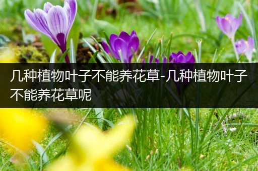 几种植物叶子不能养花草-几种植物叶子不能养花草呢