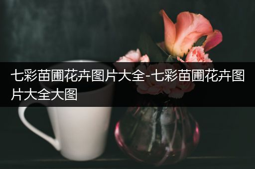 七彩苗圃花卉图片大全-七彩苗圃花卉图片大全大图