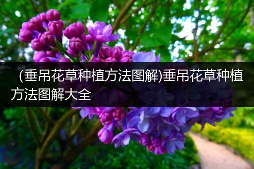 （垂吊花草种植方法图解)垂吊花草种植方法图解大全