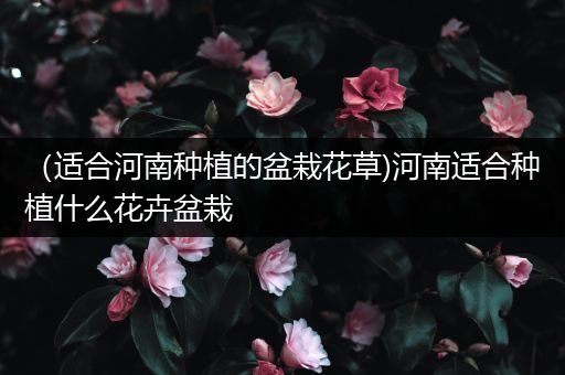 （适合河南种植的盆栽花草)河南适合种植什么花卉盆栽
