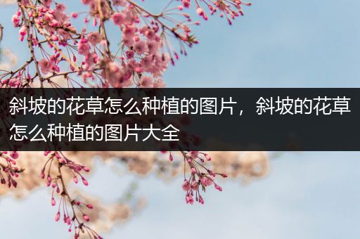 斜坡的花草怎么种植的图片，斜坡的花草怎么种植的图片大全