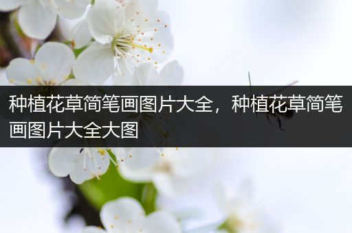 种植花草简笔画图片大全，种植花草简笔画图片大全大图