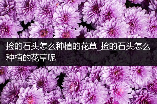 捡的石头怎么种植的花草_捡的石头怎么种植的花草呢