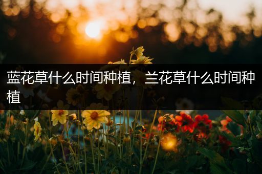 蓝花草什么时间种植，兰花草什么时间种植