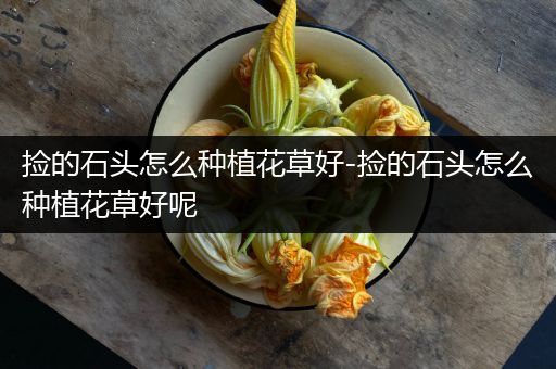 捡的石头怎么种植花草好-捡的石头怎么种植花草好呢