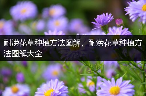 耐涝花草种植方法图解，耐涝花草种植方法图解大全