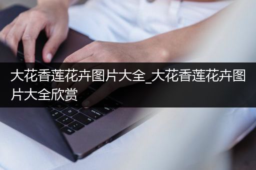 大花香莲花卉图片大全_大花香莲花卉图片大全欣赏