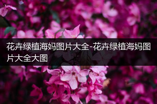 花卉绿植海妈图片大全-花卉绿植海妈图片大全大图