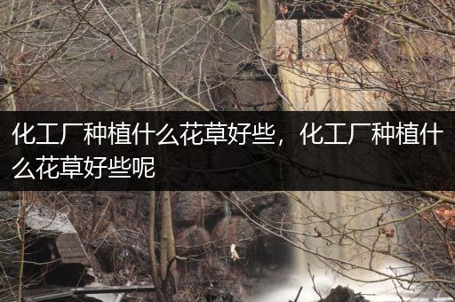 化工厂种植什么花草好些，化工厂种植什么花草好些呢
