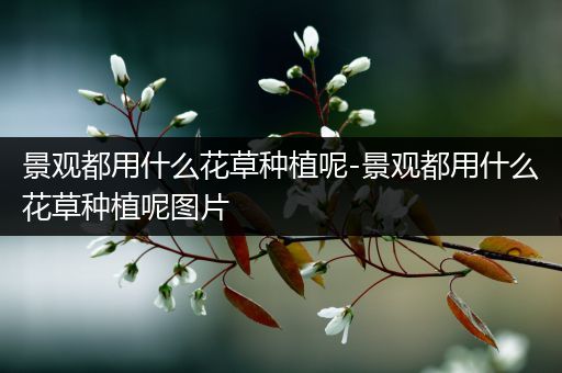 景观都用什么花草种植呢-景观都用什么花草种植呢图片