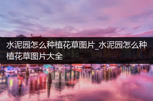 水泥园怎么种植花草图片_水泥园怎么种植花草图片大全