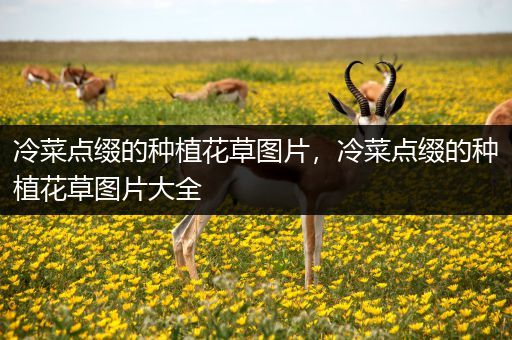 冷菜点缀的种植花草图片，冷菜点缀的种植花草图片大全