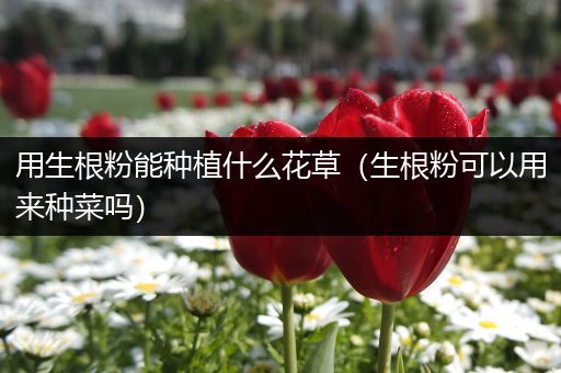 用生根粉能种植什么花草（生根粉可以用来种菜吗）