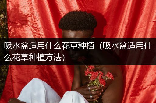 吸水盆适用什么花草种植（吸水盆适用什么花草种植方法）