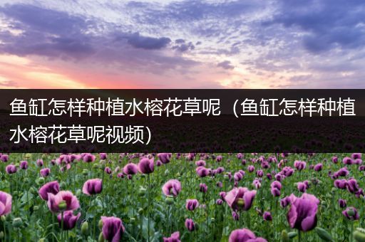 鱼缸怎样种植水榕花草呢（鱼缸怎样种植水榕花草呢视频）