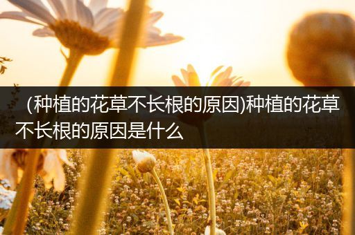 （种植的花草不长根的原因)种植的花草不长根的原因是什么