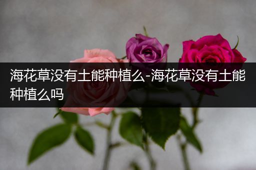 海花草没有土能种植么-海花草没有土能种植么吗