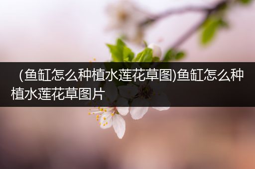 （鱼缸怎么种植水莲花草图)鱼缸怎么种植水莲花草图片