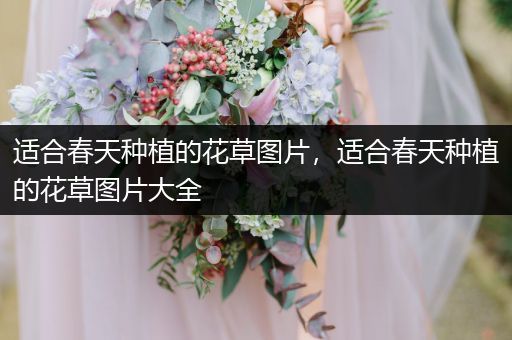 适合春天种植的花草图片，适合春天种植的花草图片大全