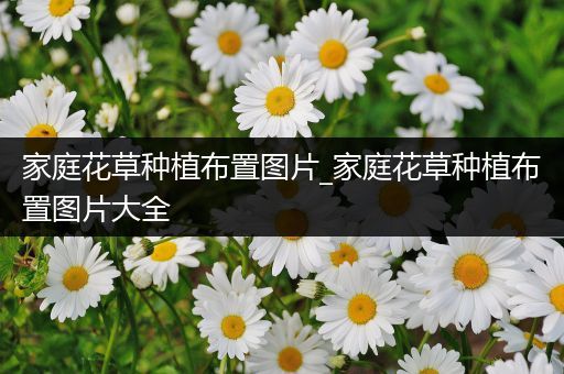 家庭花草种植布置图片_家庭花草种植布置图片大全
