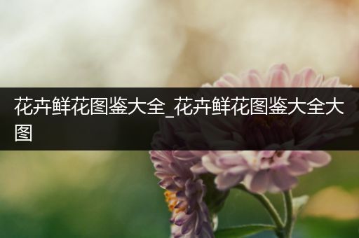 花卉鲜花图鉴大全_花卉鲜花图鉴大全大图