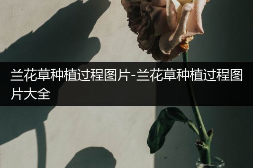 兰花草种植过程图片-兰花草种植过程图片大全