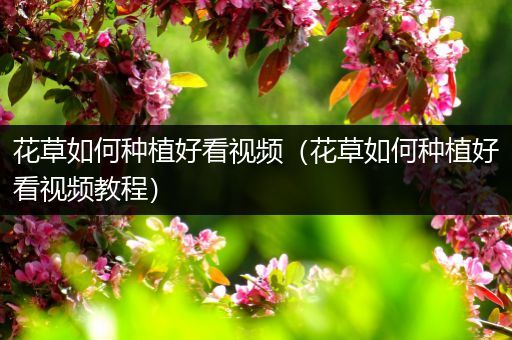 花草如何种植好看视频（花草如何种植好看视频教程）