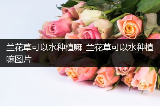 兰花草可以水种植嘛_兰花草可以水种植嘛图片