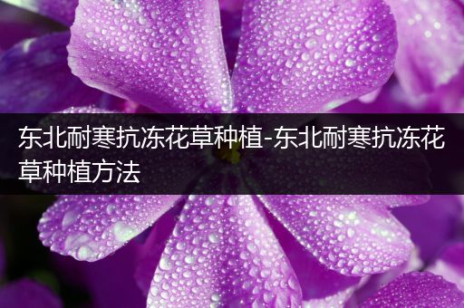 东北耐寒抗冻花草种植-东北耐寒抗冻花草种植方法