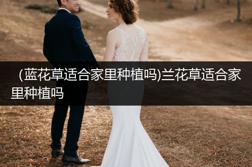 （蓝花草适合家里种植吗)兰花草适合家里种植吗