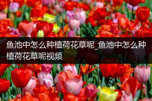 鱼池中怎么种植荷花草呢_鱼池中怎么种植荷花草呢视频