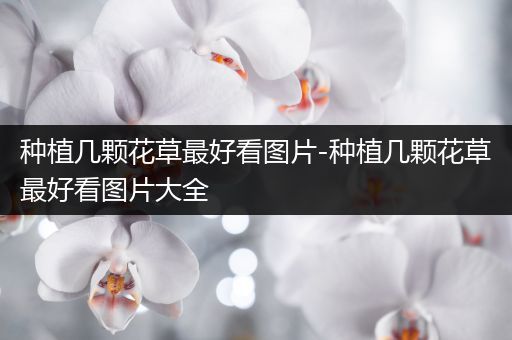 种植几颗花草最好看图片-种植几颗花草最好看图片大全