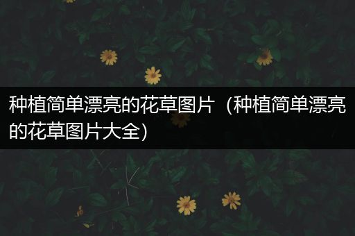 种植简单漂亮的花草图片（种植简单漂亮的花草图片大全）