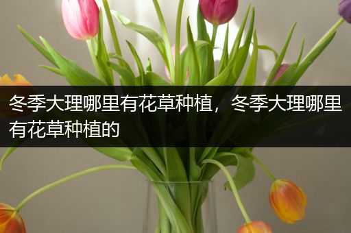 冬季大理哪里有花草种植，冬季大理哪里有花草种植的