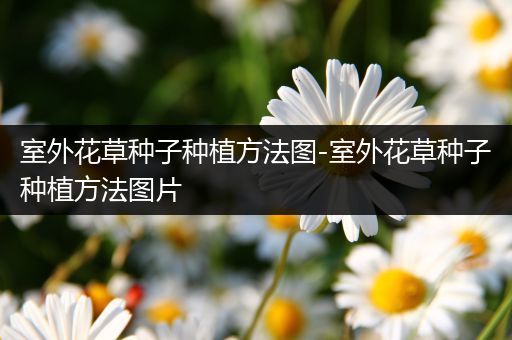 室外花草种子种植方法图-室外花草种子种植方法图片