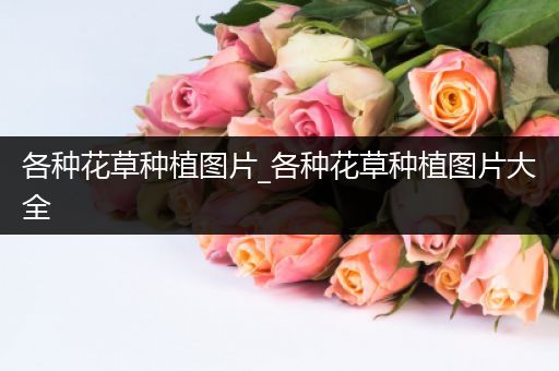 各种花草种植图片_各种花草种植图片大全