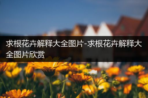 求根花卉解释大全图片-求根花卉解释大全图片欣赏