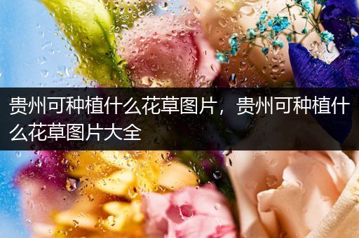贵州可种植什么花草图片，贵州可种植什么花草图片大全