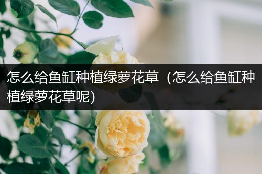 怎么给鱼缸种植绿萝花草（怎么给鱼缸种植绿萝花草呢）