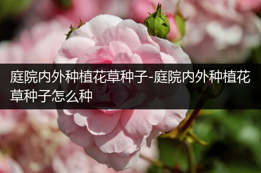 庭院内外种植花草种子-庭院内外种植花草种子怎么种