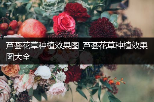 芦荟花草种植效果图_芦荟花草种植效果图大全