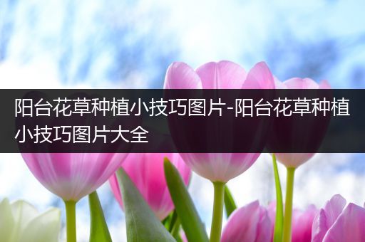 阳台花草种植小技巧图片-阳台花草种植小技巧图片大全