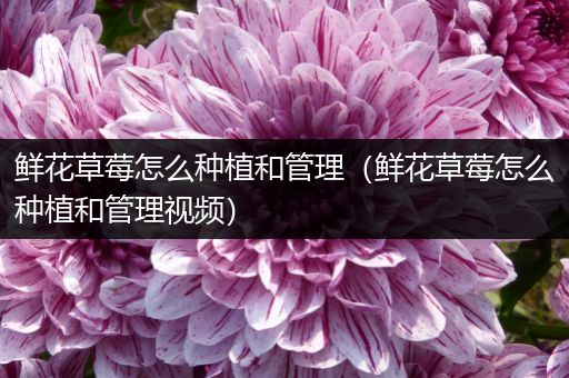 鲜花草莓怎么种植和管理（鲜花草莓怎么种植和管理视频）