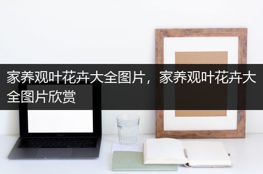 家养观叶花卉大全图片，家养观叶花卉大全图片欣赏