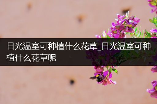 日光温室可种植什么花草_日光温室可种植什么花草呢