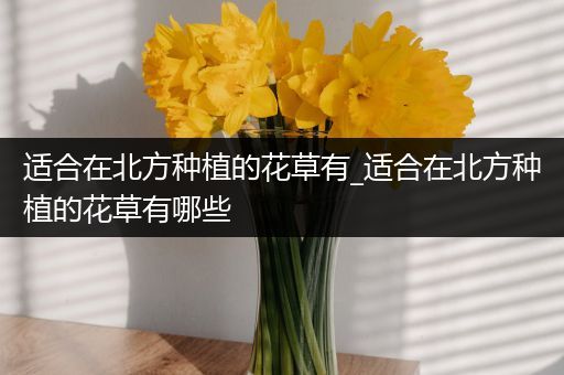 适合在北方种植的花草有_适合在北方种植的花草有哪些